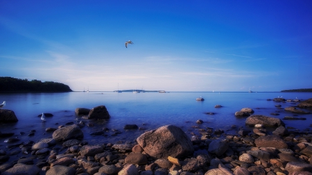 seagull over georgian bay in ontario canada - boats, shore, bay, bird, rocks