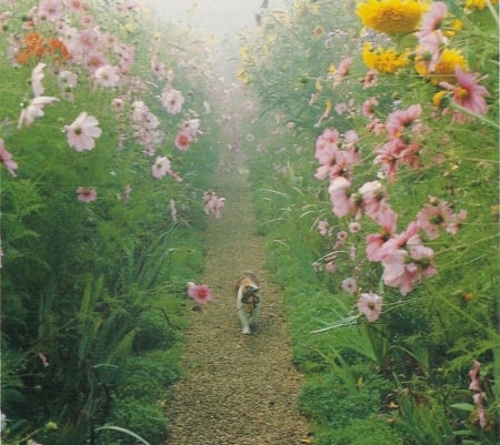 garden - nature, flowers, outdoor, cats