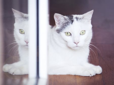 Cat - paws, face, pretty, cute, animals, beautiful, cat, sleeping, kitty, cats, kitten, hat, lovely, cat face