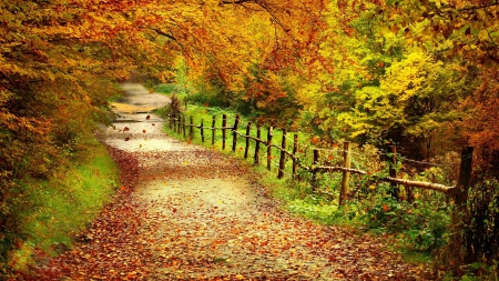 lovely autumn - path, forests, trees, nature, autumn