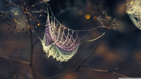 Dew on web - bokeh - bokeh, dewdrops, spider web, rain, raindrops, photography, wallpaper, dew, web, hd, nature, abstract, macro, grass, drops