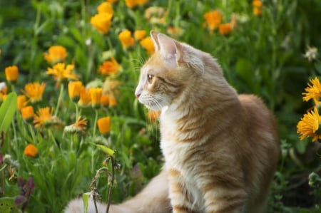 Cat - paws, face, pretty, cute, animals, beautiful, cat, sleeping, kitty, cats, kitten, hat, lovely, cat face