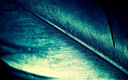 Blue feather - feather, texture, abstract, blue