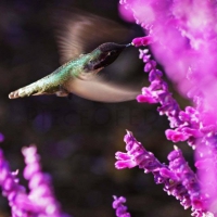 Humming Bird and Pink Flowers