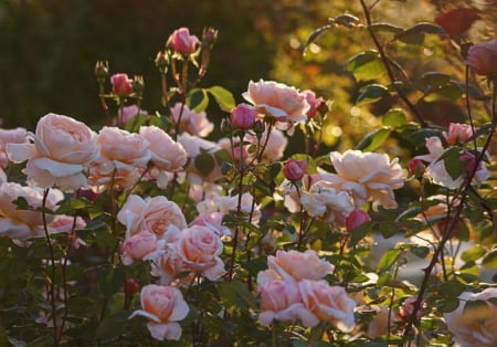 Spring Is Here - nature, roses, pink, leaves, green, flowers, garden, spring