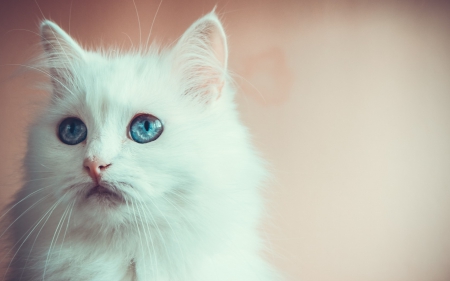 White cat - white, beauty, cat, fluffy, blue, eyes