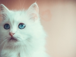 White cat