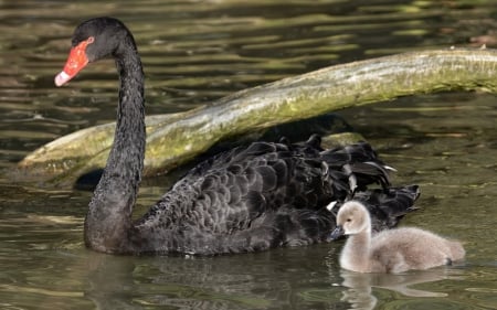 â™¥ - feather, chick, swan, bird, water, black, baby