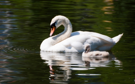 Swans - bird, white, water, swan, chick, baby