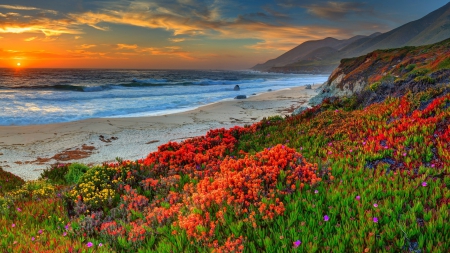 spectacular flowers on a beach hdr - flowers, beach, sunset, sea, hdr