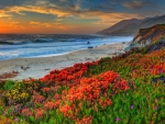 spectacular flowers on a beach hdr