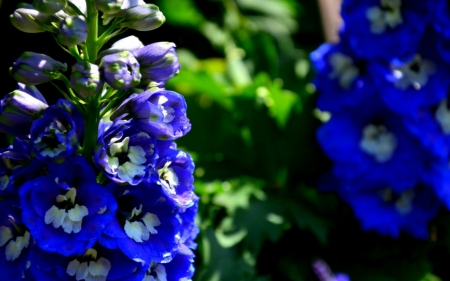 Beautiful flowers - flowers, nature, bloom, blue