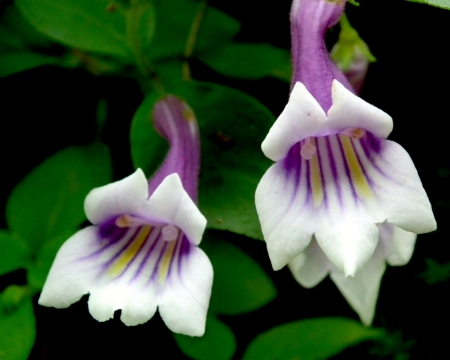 Beautiful flowers - flowers, petals, nature, bloom