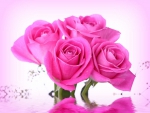 Pink roses