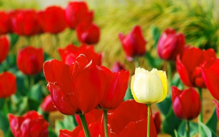 Growing tulips - flowers, red, nature, tulips