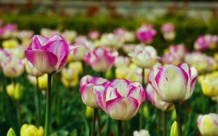 Growing tulips - bloom, flowers, tulips, nature