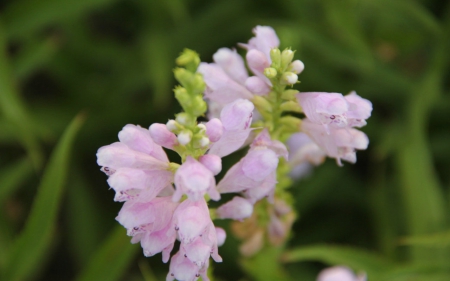 Beautiful flowers - bloom, pink, petals, flowers, nature