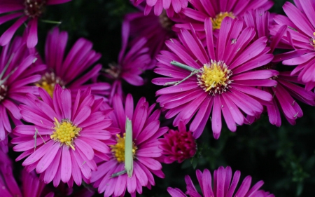 Beautiful flowers - bloom, flowers, petals, nature