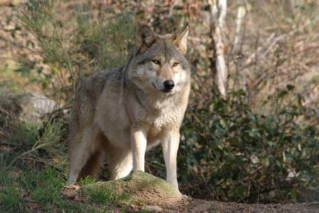 WOLF - nature, wolf, wolves, animals