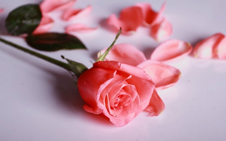 Pink rose - flower, petals, pink, rose