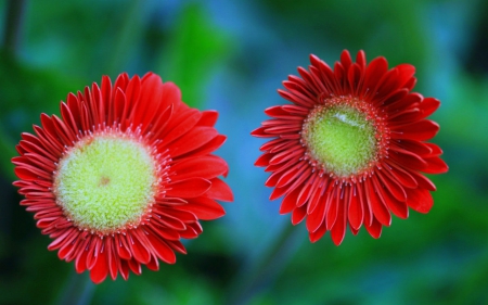 Beautiful flowers - flowers, petals, nature, bloom