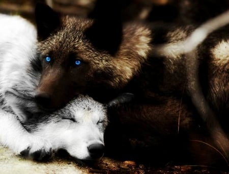 BLUE EYES - nature, Wolves, Blue, Eyes, Wolf, animals