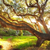 gnarled trees in a forest clearing