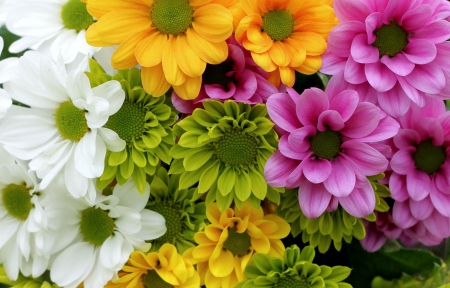 Chrysanthemum - white, pink, chrysanthemum, green, flowers, chrysanthemums, flower