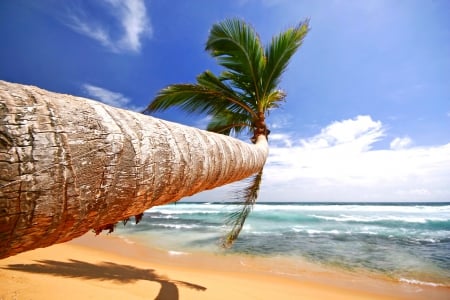 Beach - nature, sky, beach, palm tree, palms, sand, palm, sea