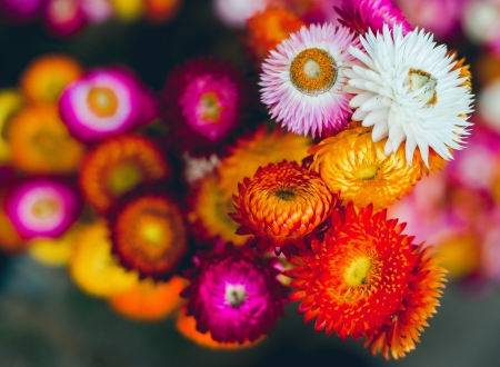 Flowers - flowers, red, colourful, orange, flower, pink