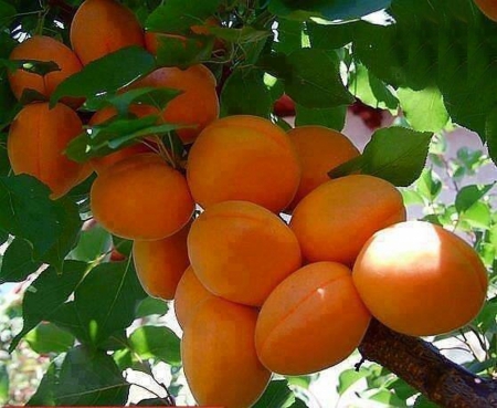 Apricot - apricot, orange, tree, beautiful