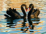 black swans