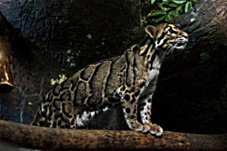 (Formosian) clouded leopard - Taiwan, forest, environment, extinct