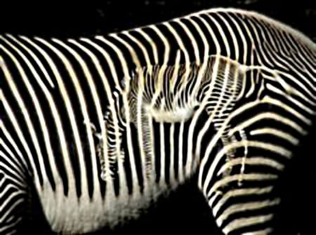 Grevy zebra - whole, body, fine, back, lines