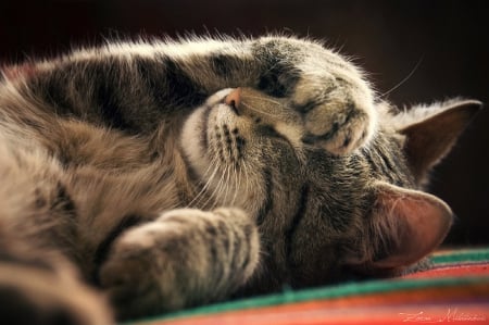 Do not Disturb ♥ - sleep, beautiful, photography, cute, sweet, cat, kitty