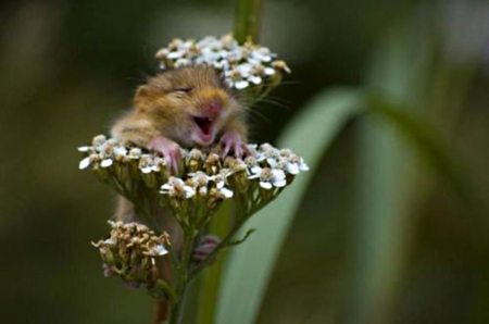 hamster on a flower - small, smile, sneeze, laugh