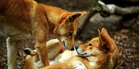 Dingoes - red, wild, dogs, australia