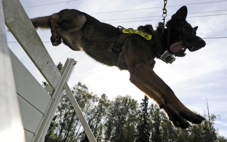 dog,jumping - agility, k9, black, training