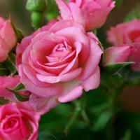 ~$~ Love Pink Roses ~$~ :)