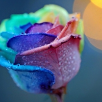 Multicolored Rose