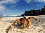 Coconut Crabs on the Beach