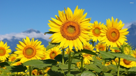 Flower - leaf, flower, petals, nature