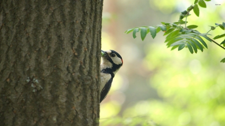 woodpecker - tree, pecker, bird, wood