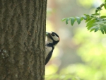 woodpecker