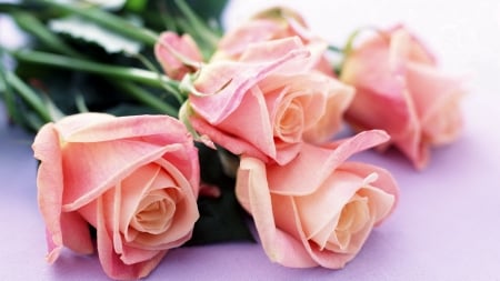 Pretty Pink Roses