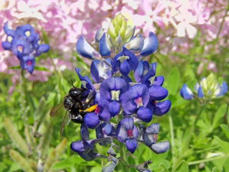 Bumble Bee with wildflower - beauty, animals, louisiana, bugs, wildflower, nature, photographers, bumble bee, bees, flowers, land, cute, lovely flowers, natural