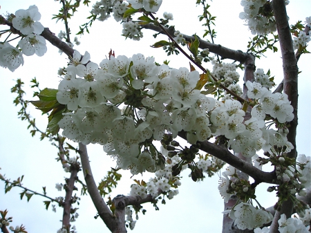 Angel White Blossoms - purely white, blossoms, petals, angels, flowers, fruit trees, spring