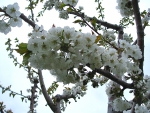 Angel White Blossoms