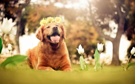 Dog - animal, pretty, cute, animals, beautiful, sweet, puppy, puppys, dogs, lovely, dog