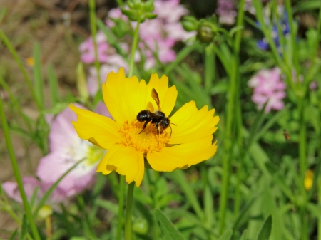 Bee - bugs, beauty, nature, animals, bees, flowers, natural